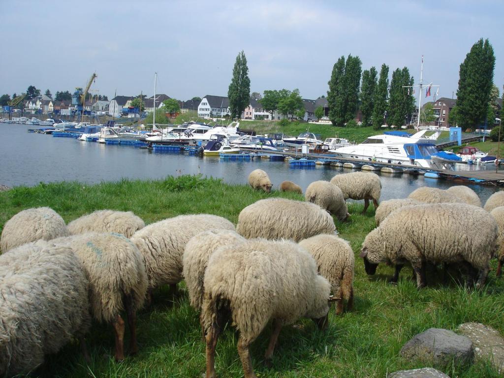 Rhein River Guesthouse - Direkt Am Rhein Leverkusen Ngoại thất bức ảnh