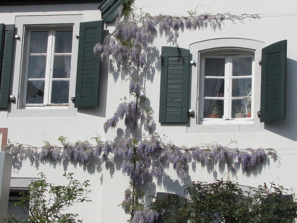Rhein River Guesthouse - Direkt Am Rhein Leverkusen Ngoại thất bức ảnh